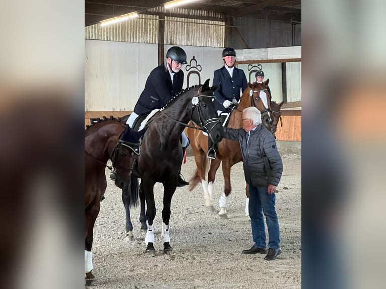 Westfaal Merrie 10 Jaar 172 cm Zwart in Unna