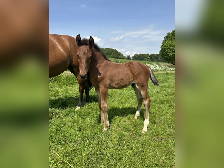 Westfaal Merrie 10 Jaar 173 cm Bruin in Melle