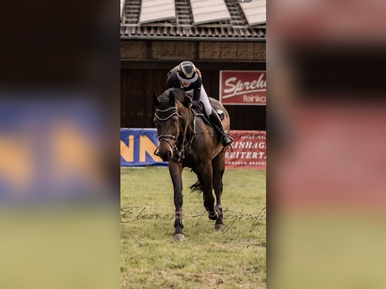 Westfaal Merrie 10 Jaar 173 cm Donkerbruin in Rheda-Wiedenbrück
