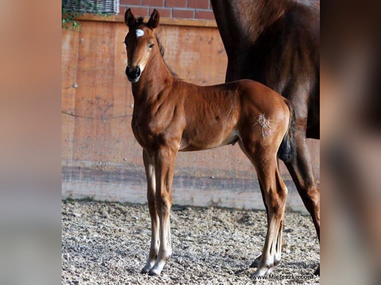 Westfaal Merrie 10 Jaar 174 cm Bruin in Esens