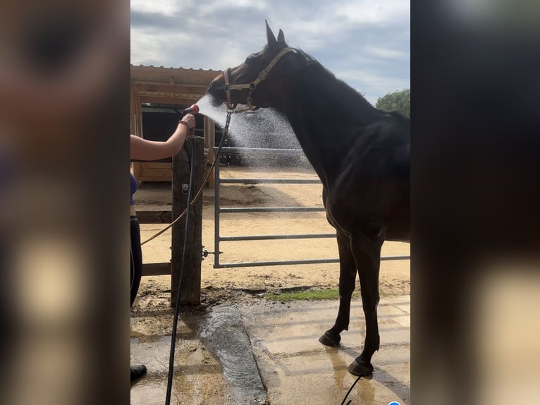 Westfaal Merrie 10 Jaar 174 cm Bruin in Elsdorf