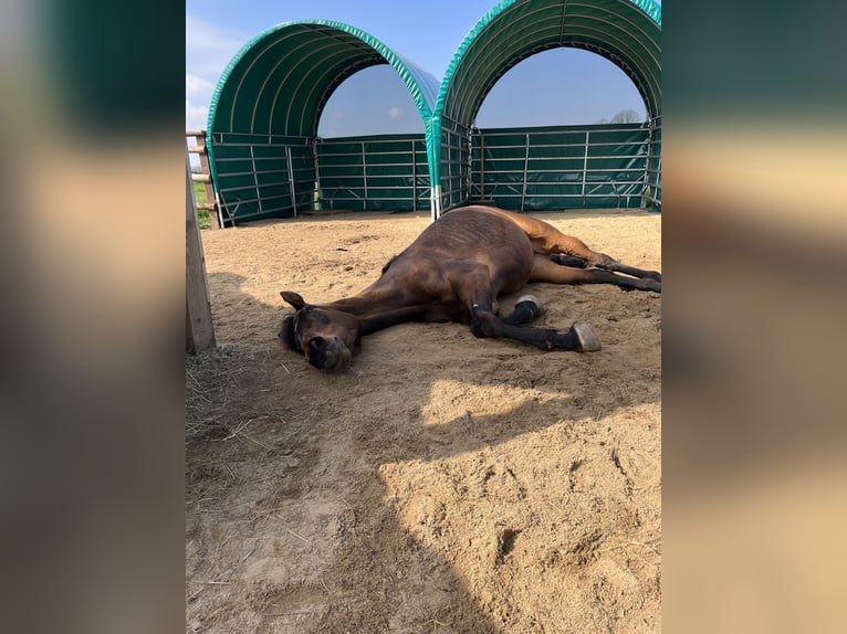 Westfaal Merrie 10 Jaar 174 cm Bruin in Elsdorf