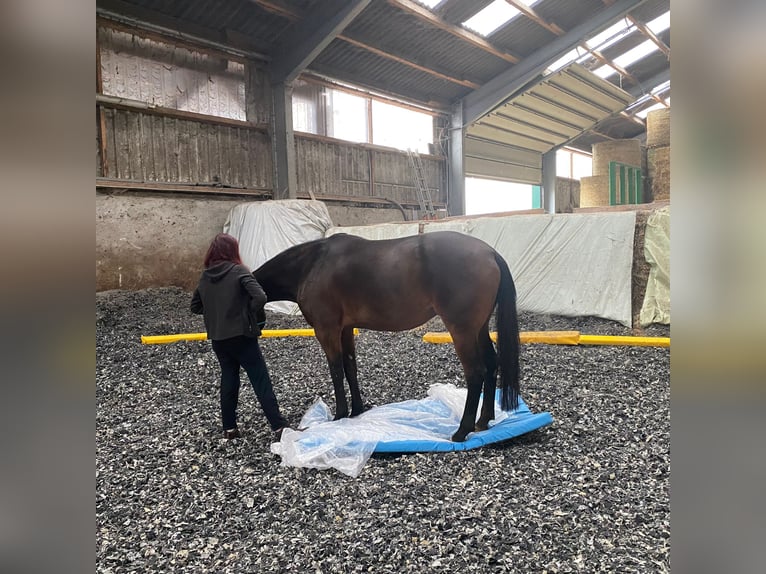 Westfaal Merrie 10 Jaar 174 cm Bruin in Elsdorf