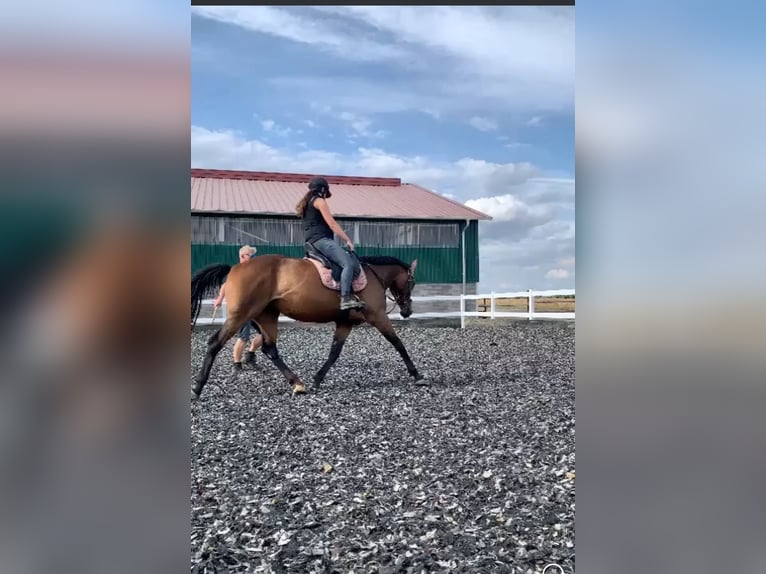 Westfaal Merrie 10 Jaar 174 cm Bruin in Elsdorf