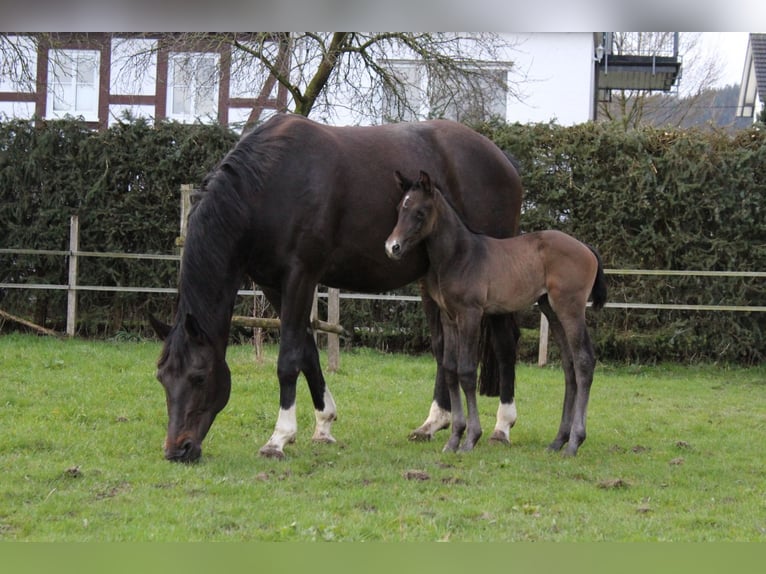 Westfaal Merrie 10 Jaar 174 cm Donkerbruin in Schmallenberg