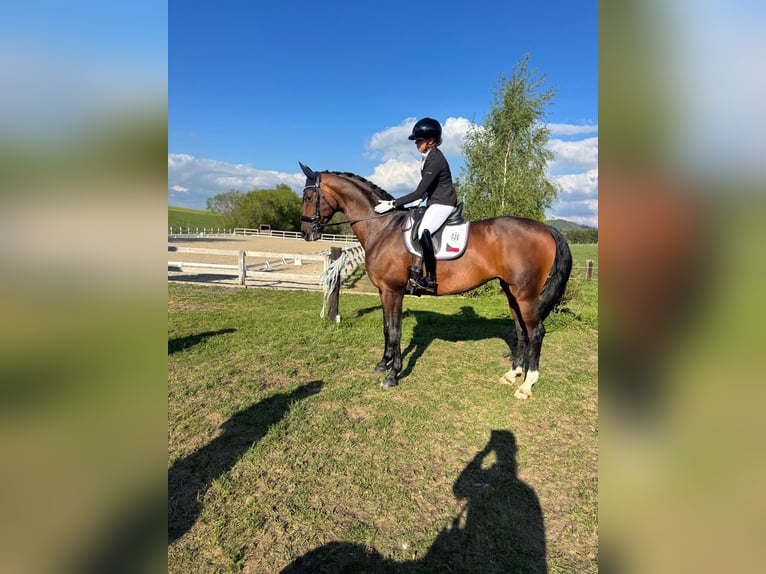 Westfaal Merrie 10 Jaar 174 cm Roodbruin in Prague