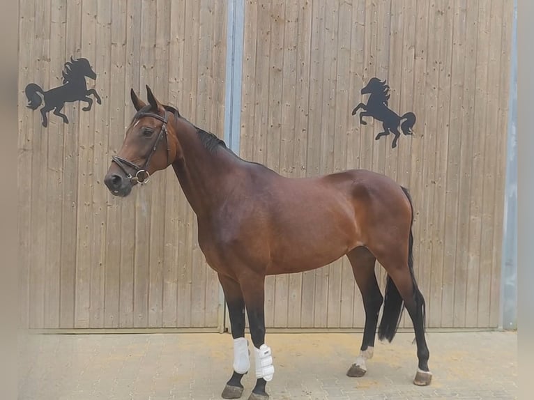 Westfaal Merrie 10 Jaar 175 cm Bruin in Lage