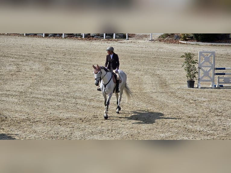 Westfaal Merrie 10 Jaar 176 cm Schimmel in Klein-Preding