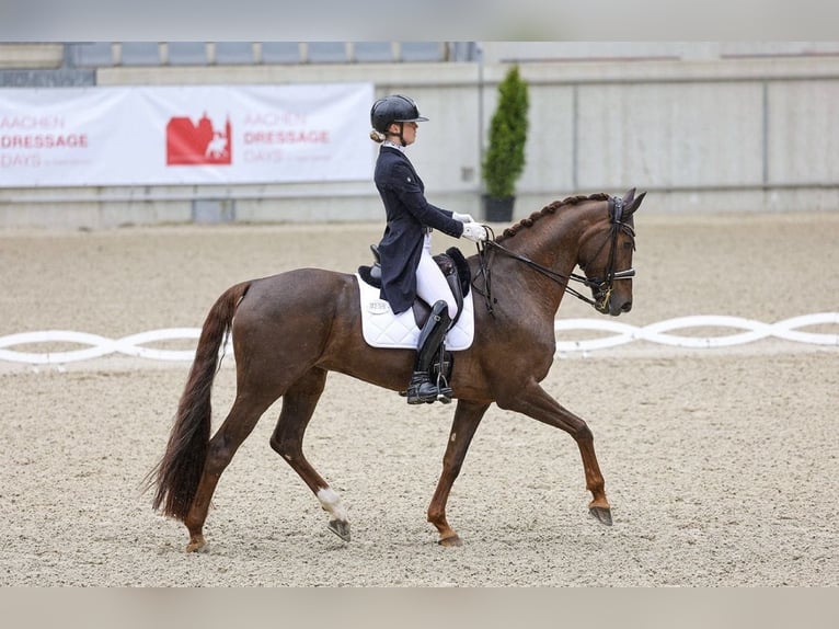 Westfaal Merrie 10 Jaar 176 cm Vos in Aachen
