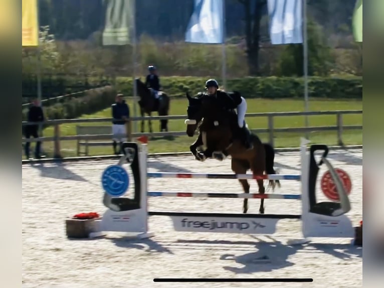 Westfaal Merrie 10 Jaar 177 cm Bruin in Hasbergen