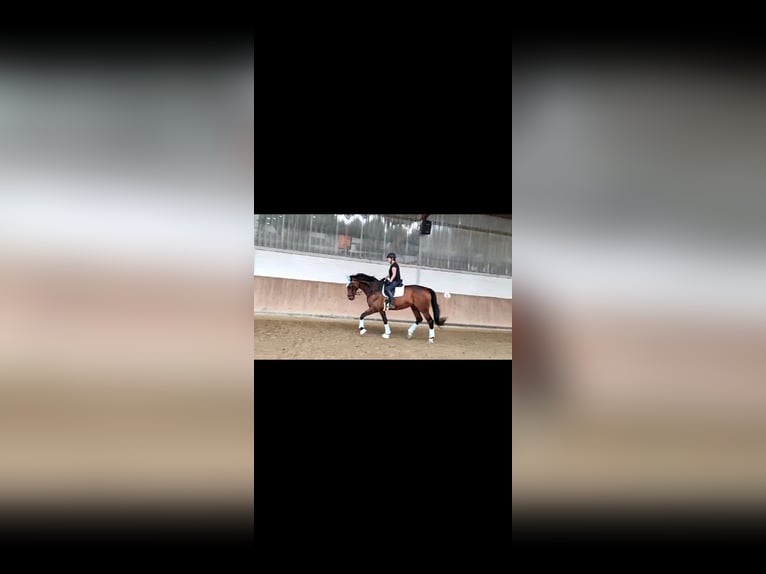 Westfaal Merrie 10 Jaar 182 cm Bruin in D&#xFC;lmen