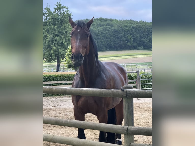Westfaal Merrie 10 Jaar 182 cm Bruin in D&#xFC;lmen