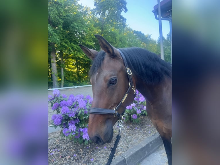 Westfaal Merrie 11 Jaar 152 cm Bruin in Schenefeld