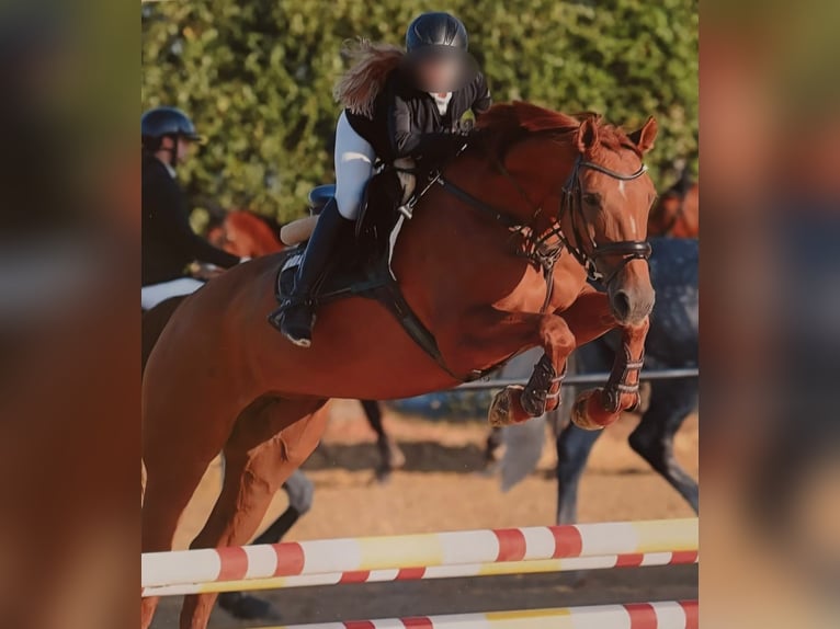Westfaal Merrie 11 Jaar 160 cm Vos in Dornburg