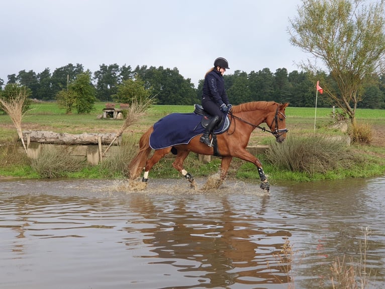 Westfaal Merrie 11 Jaar 163 cm Vos in Hollenstedt