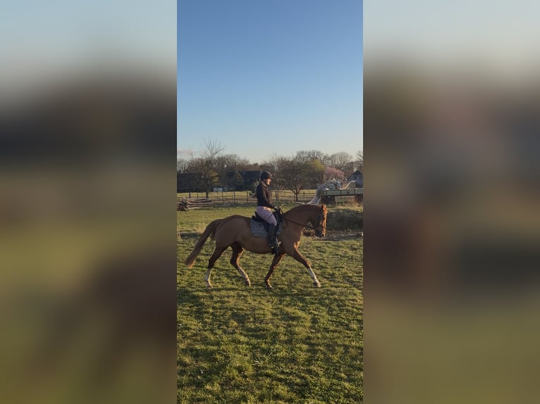 Westfaal Merrie 11 Jaar 163 cm Vos in Hollenstedt