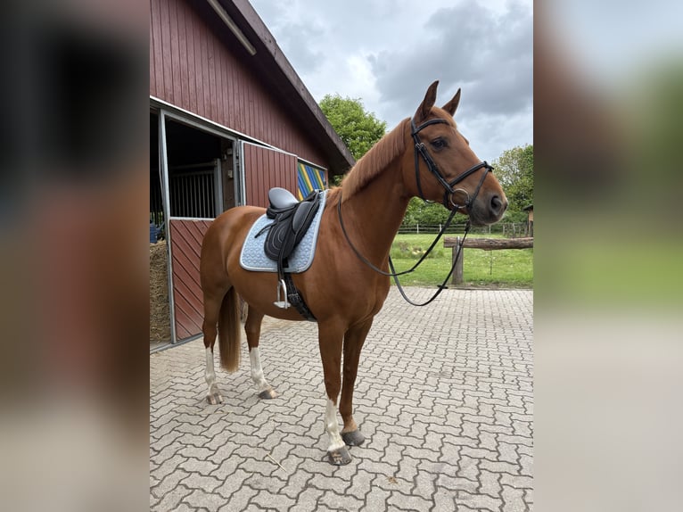 Westfaal Merrie 11 Jaar 163 cm Vos in Hollenstedt