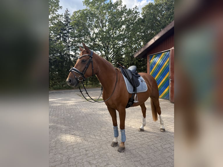 Westfaal Merrie 11 Jaar 163 cm Vos in Hollenstedt