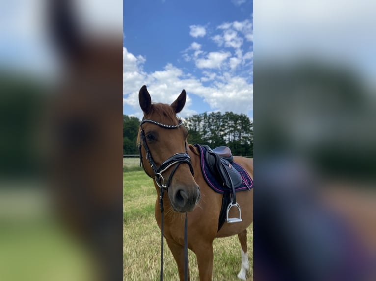 Westfaal Merrie 11 Jaar 163 cm Vos in Hollenstedt