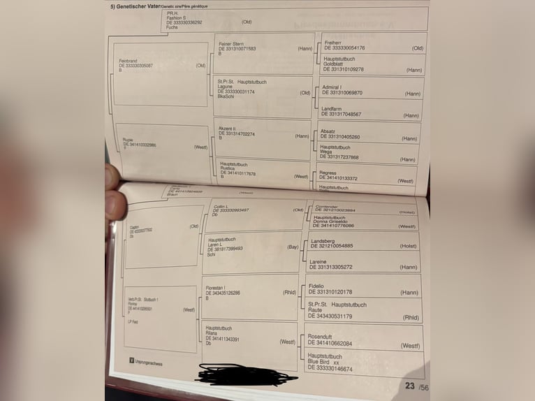 Westfaal Merrie 11 Jaar 163 cm Vos in Hollenstedt
