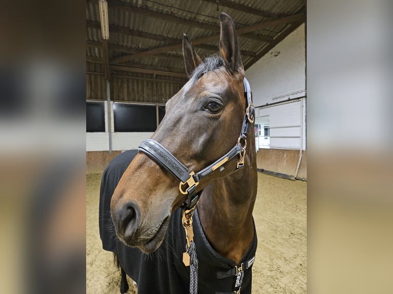 Westfaal Merrie 11 Jaar 165 cm Bruin in Greven