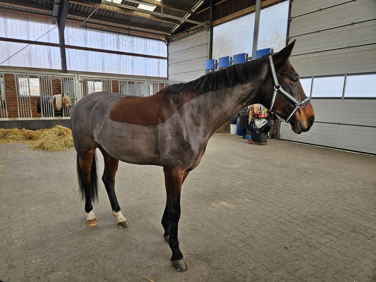 Westfaal Merrie 11 Jaar 165 cm Bruin in Lüdinghausen