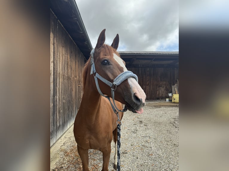 Westfaal Merrie 11 Jaar 165 cm in Straubing