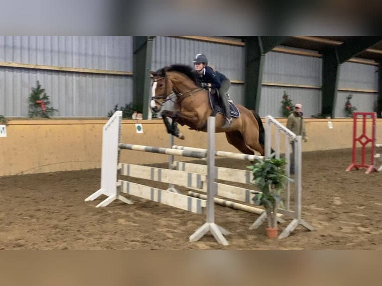 Westfaal Merrie 11 Jaar 166 cm Bruin in Norderstedt