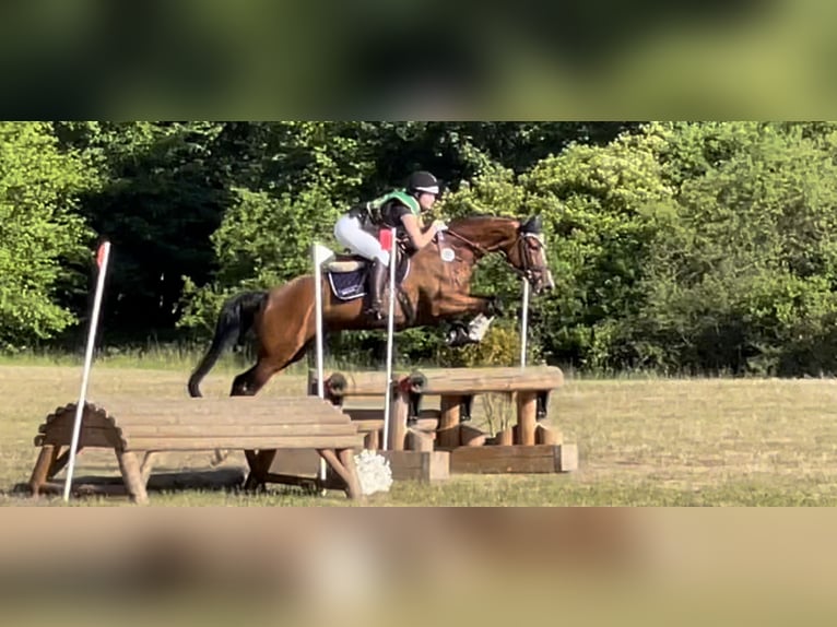 Westfaal Merrie 11 Jaar 166 cm Bruin in Norderstedt
