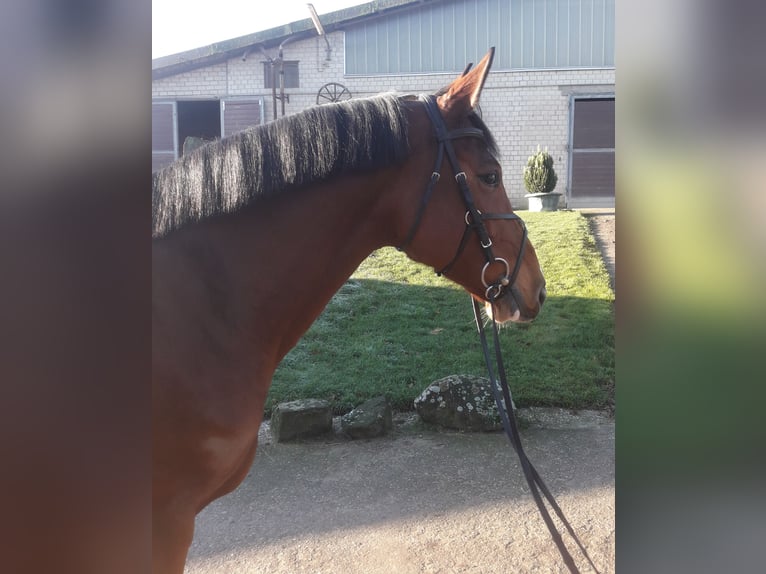 Westfaal Merrie 11 Jaar 166 cm Bruin in Ibbenbüren