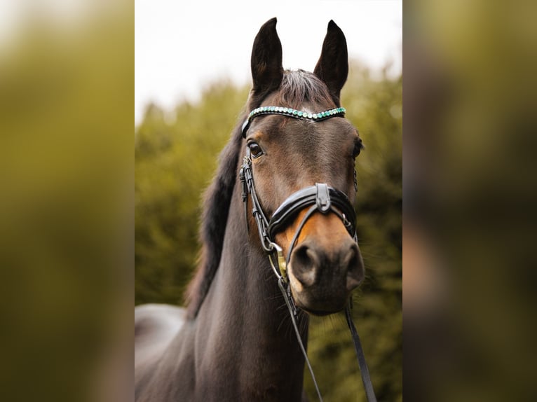 Westfaal Merrie 11 Jaar 166 cm Donkerbruin in Hohenahr