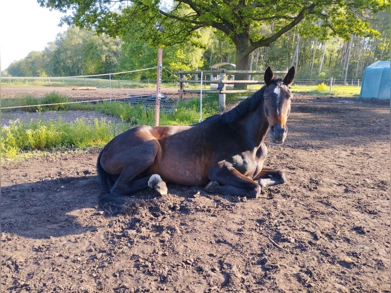 Westfaal Merrie 11 Jaar 166 cm Donkerbruin in Warmsen