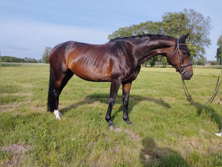 Westfaal Merrie 11 Jaar 166 cm Donkerbruin in Warmsen