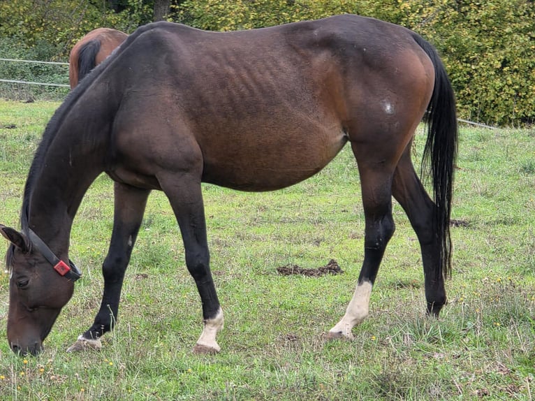 Westfaal Merrie 11 Jaar 167 cm Donkerbruin in Weilburg