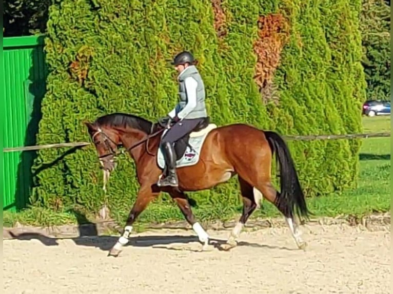 Westfaal Merrie 11 Jaar 168 cm Bruin in Gelsenkirchen