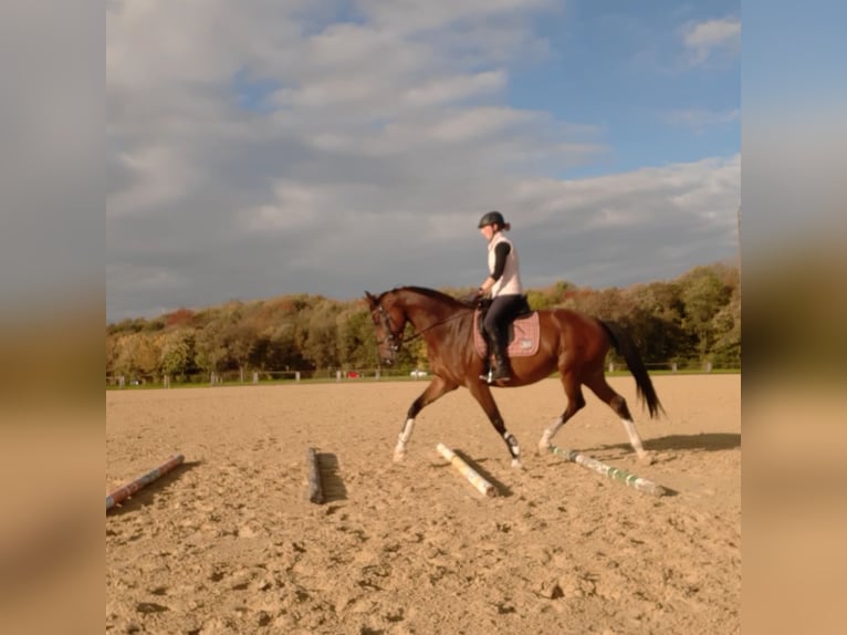 Westfaal Merrie 11 Jaar 168 cm Bruin in Gelsenkirchen