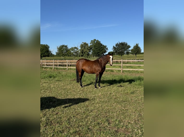 Westfaal Merrie 11 Jaar 168 cm Bruin in Weilerswist