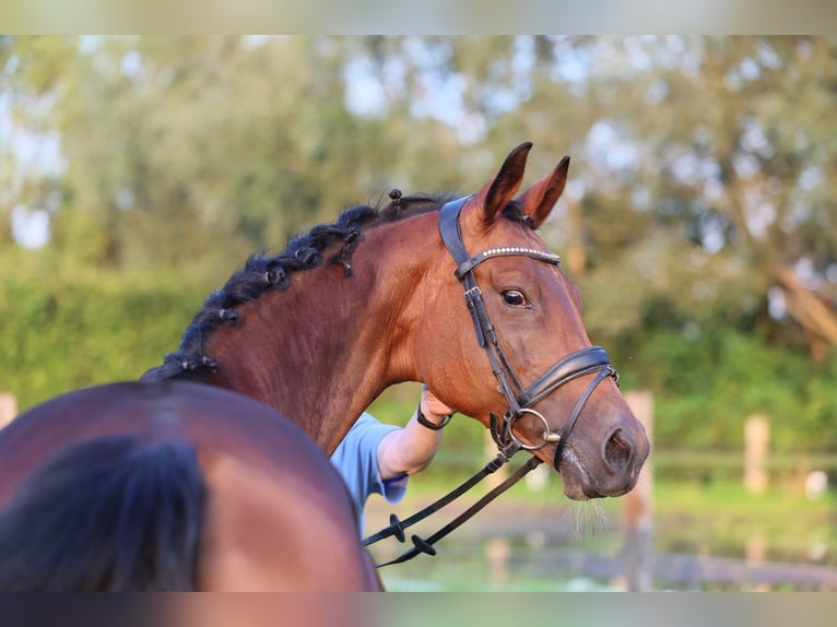 Westfaal Merrie 11 Jaar 168 cm Donkerbruin in Erwitte