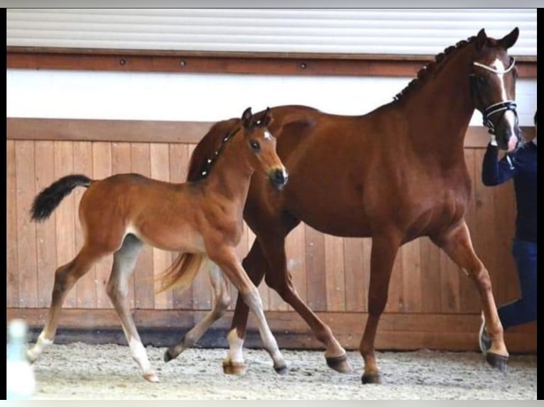 Westfaal Merrie 11 Jaar 168 cm Vos in Ehingen an der Donau