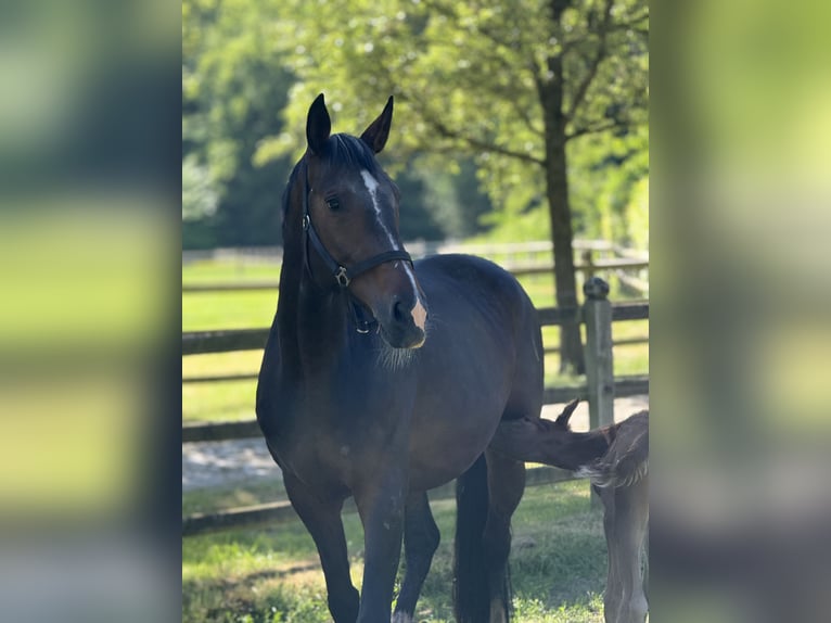 Westfaal Merrie 11 Jaar 169 cm Donkerbruin in Vechta