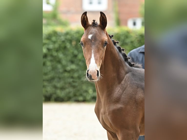 Westfaal Merrie 11 Jaar 169 cm Donkerbruin in Vechta