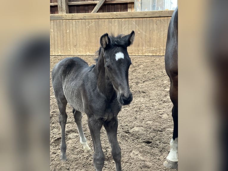 Westfaal Merrie 11 Jaar 169 cm Donkerbruin in Vechta
