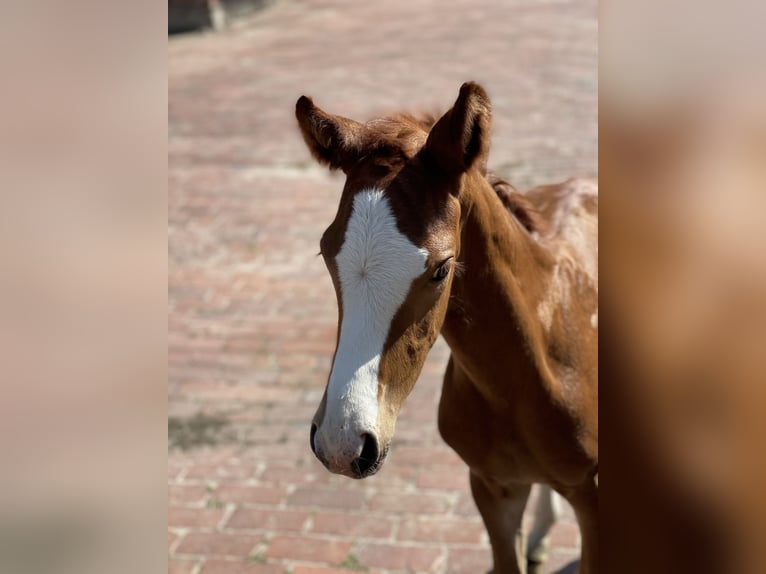 Westfaal Merrie 11 Jaar 169 cm Donkerbruin in Vechta