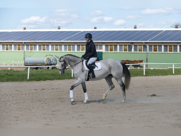 Westfaal Merrie 11 Jaar 169 cm Schimmel in Ganschow