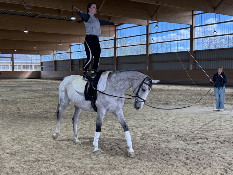 Westfaal Merrie 11 Jaar 169 cm Schimmel in Ganschow