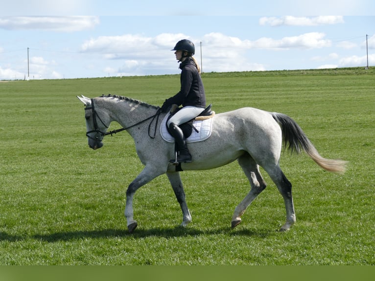 Westfaal Merrie 11 Jaar 169 cm Schimmel in Ganschow