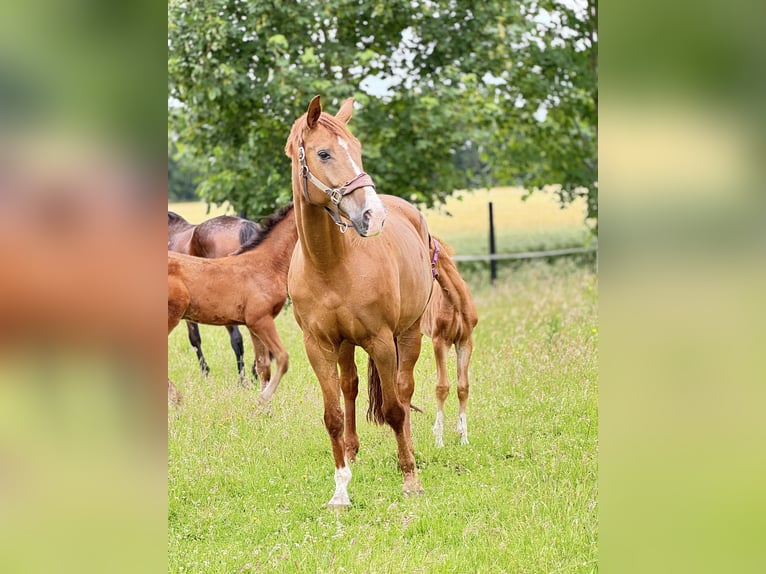 Westfaal Merrie 11 Jaar 169 cm Vos in Greven