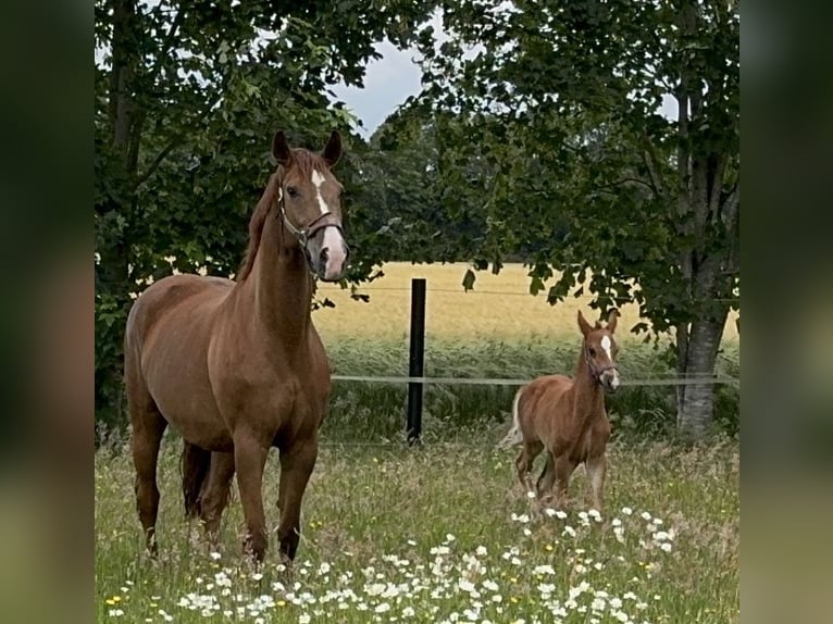 Westfaal Merrie 11 Jaar 169 cm Vos in Greven