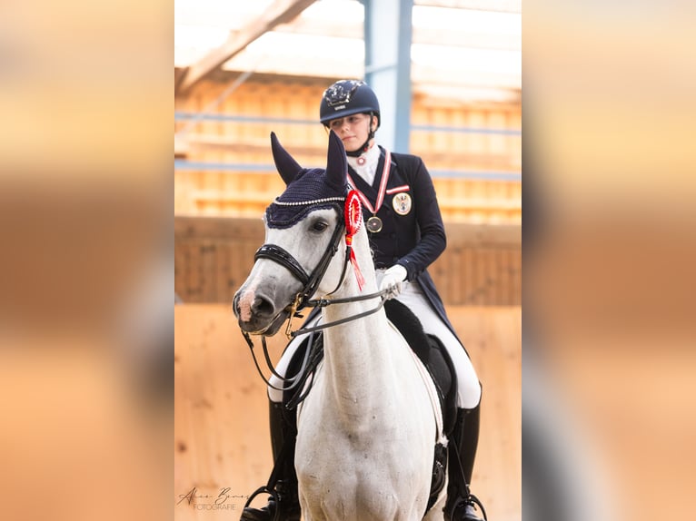 Westfaal Merrie 11 Jaar 170 cm Schimmel in Traiskirchen