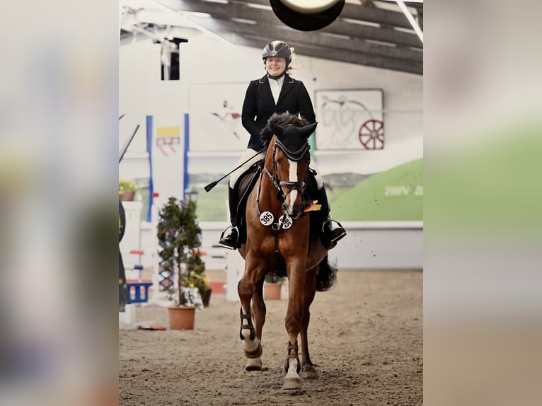 Westfaal Merrie 11 Jaar 170 cm  in Legden